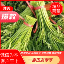 山东潍坊茼蒿大量有货，质量好，货源足，常年供应