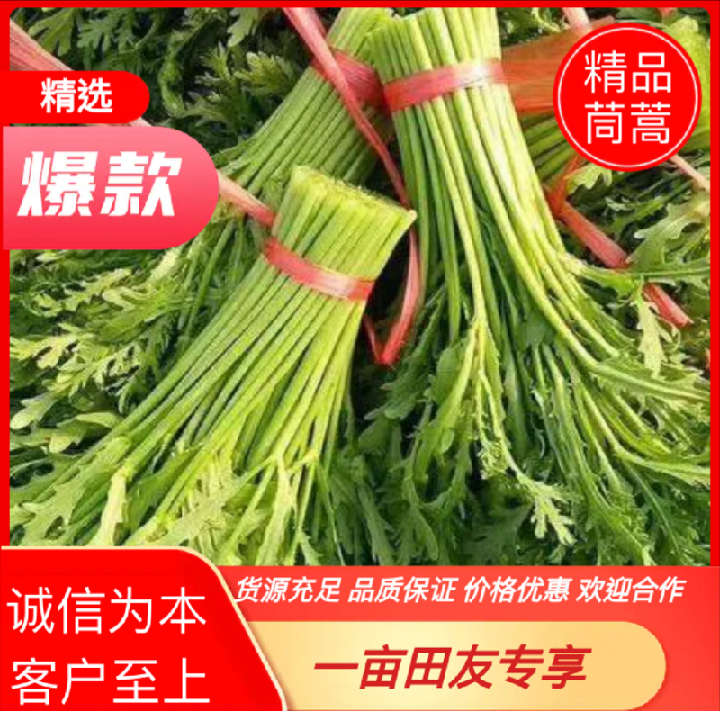 山东潍坊茼蒿大量有货，质量好，货源足，常年供应