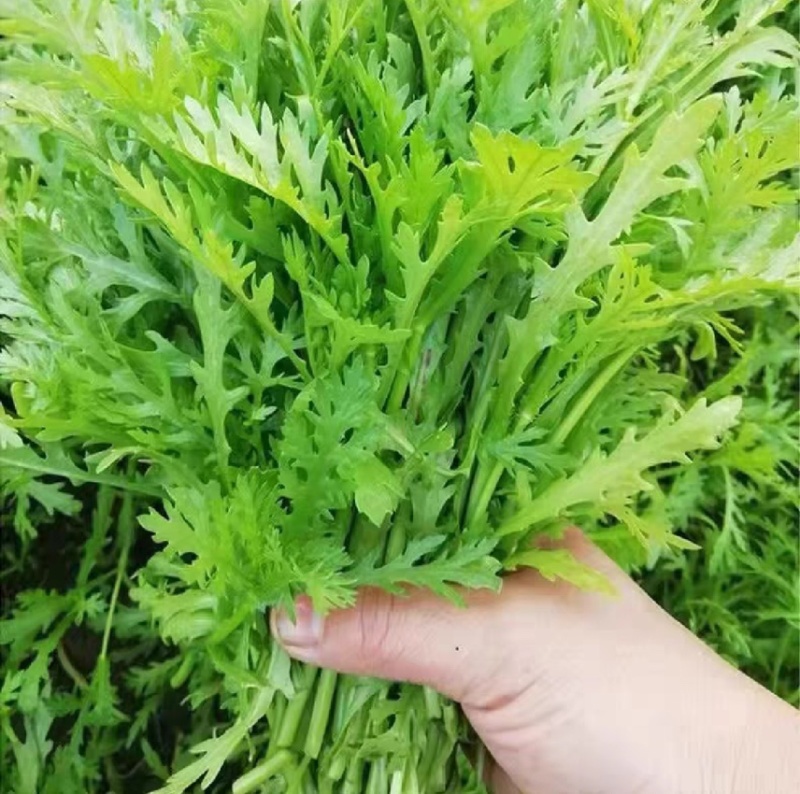 山东潍坊茼蒿大量有货，质量好，货源足，常年供应