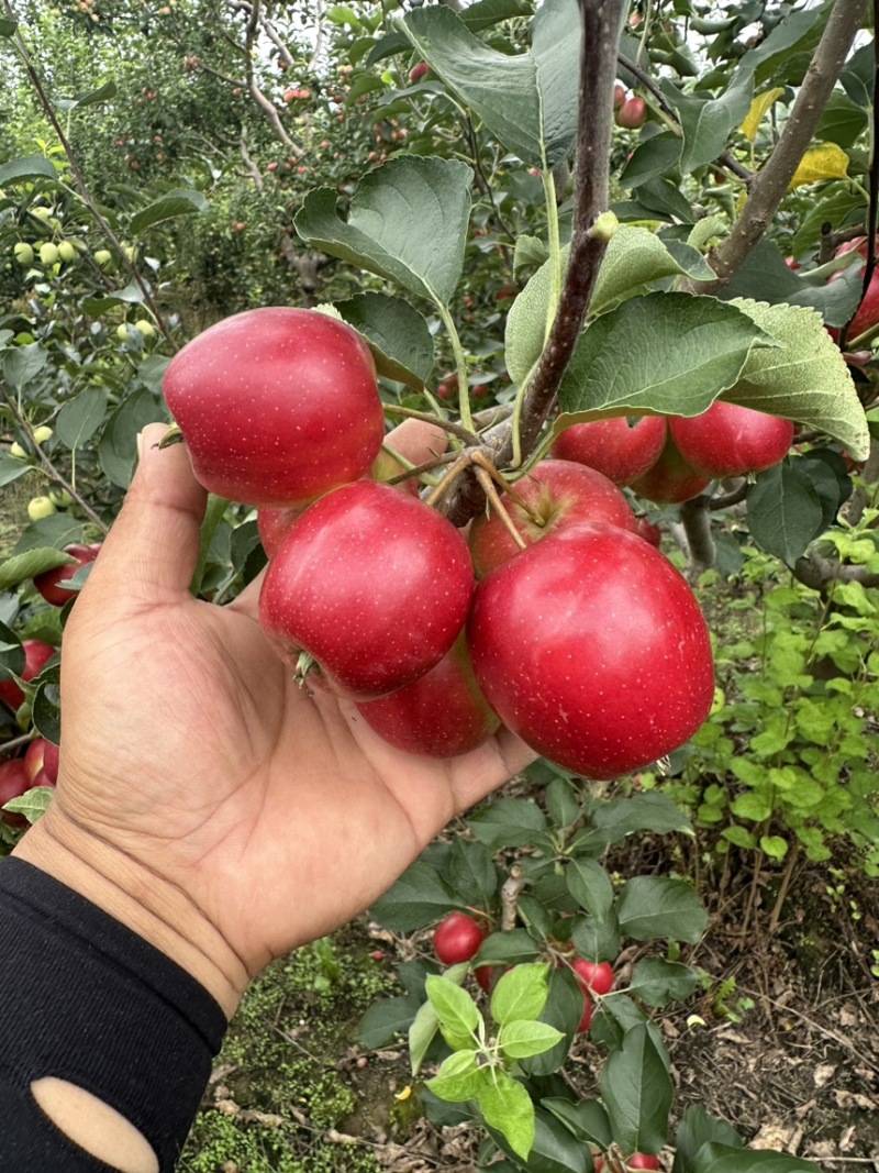 精品123果123小苹果123苹果海棠果基地