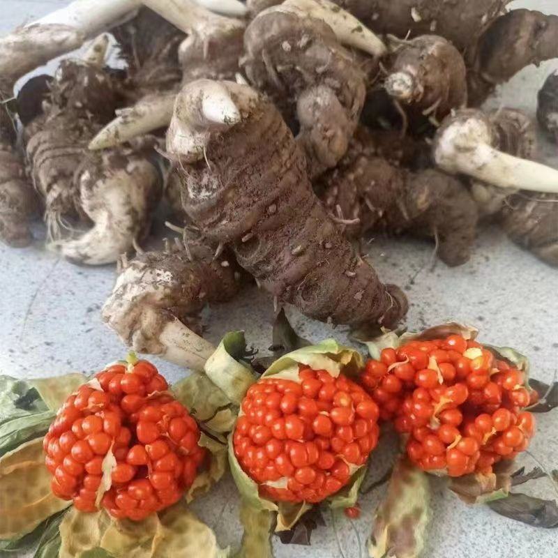 七叶一枝花重楼