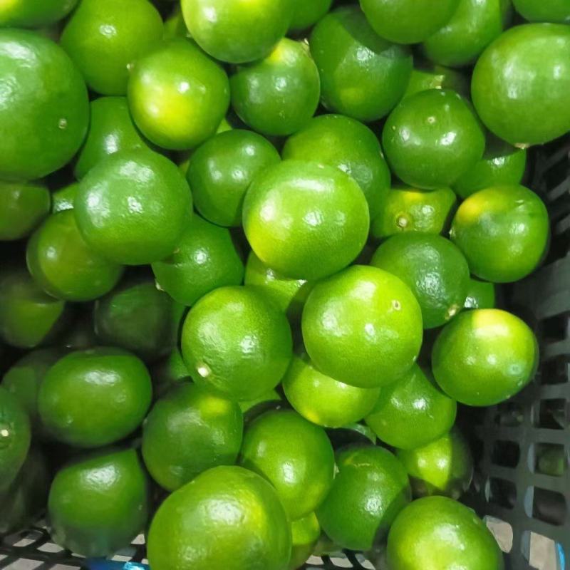 湖北蜜橘大量上市品质保证一手货源量大从优