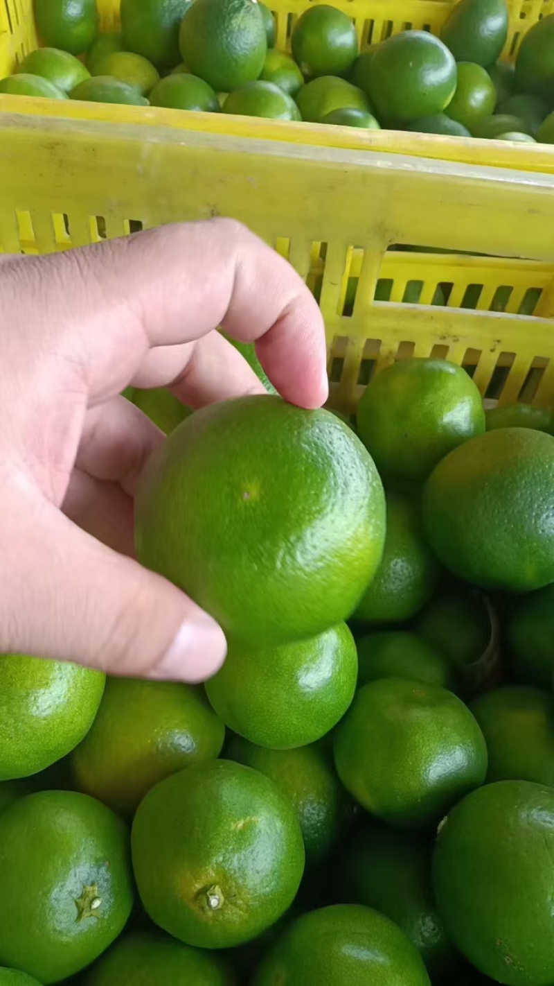 湖北蜜橘大量上市品质保证一手货源量大从优