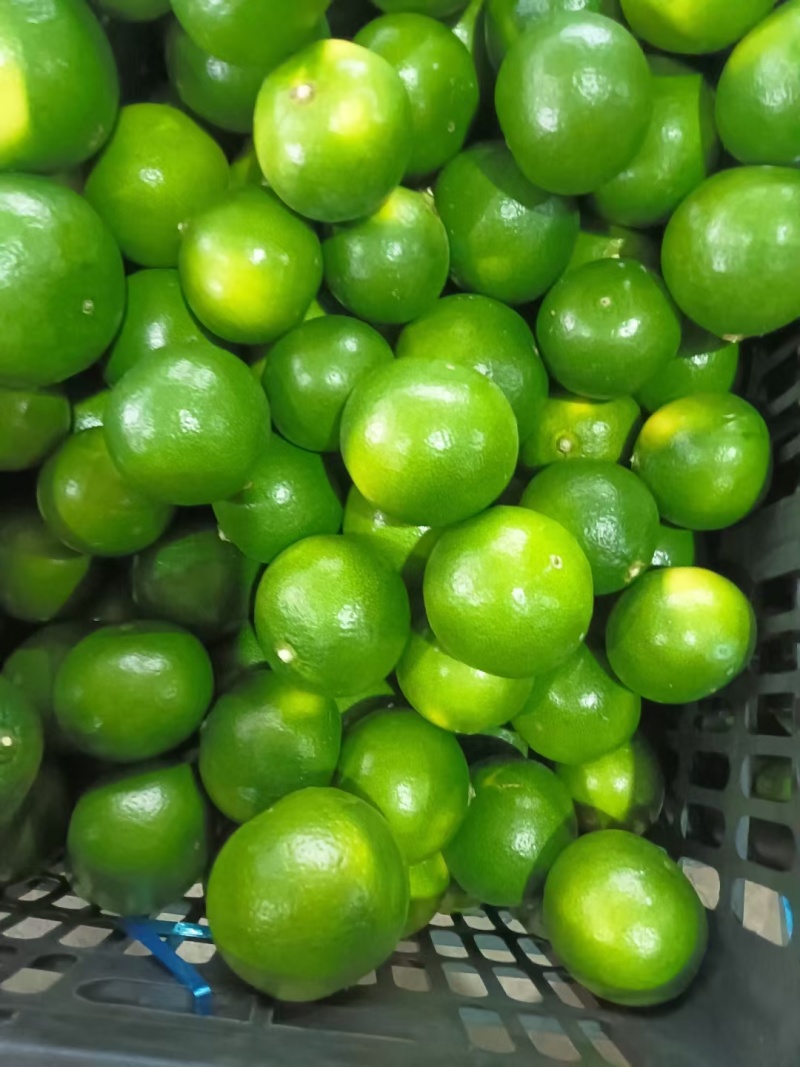 湖北蜜橘大量上市品质保证一手货源量大从优