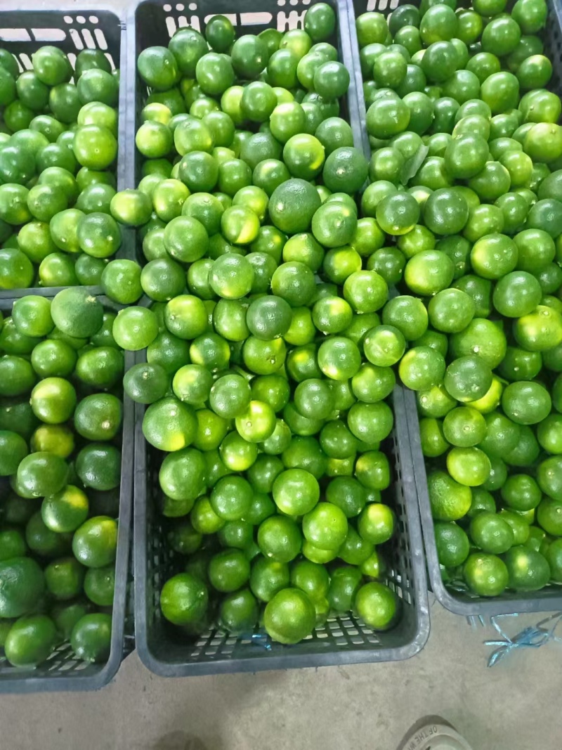湖北蜜橘大量上市品质保证一手货源量大从优