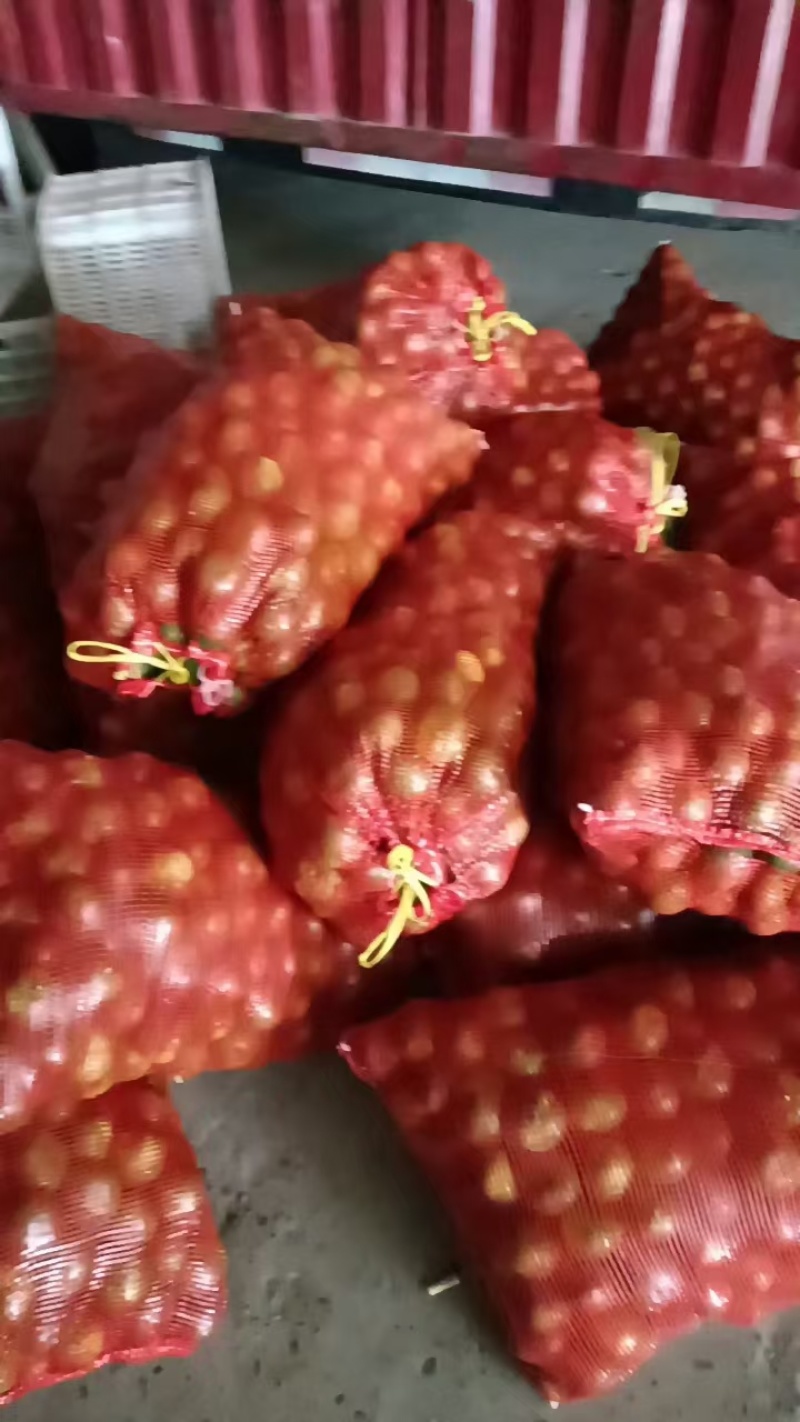 湖北蜜橘大量上市品质保证一手货源量大从优