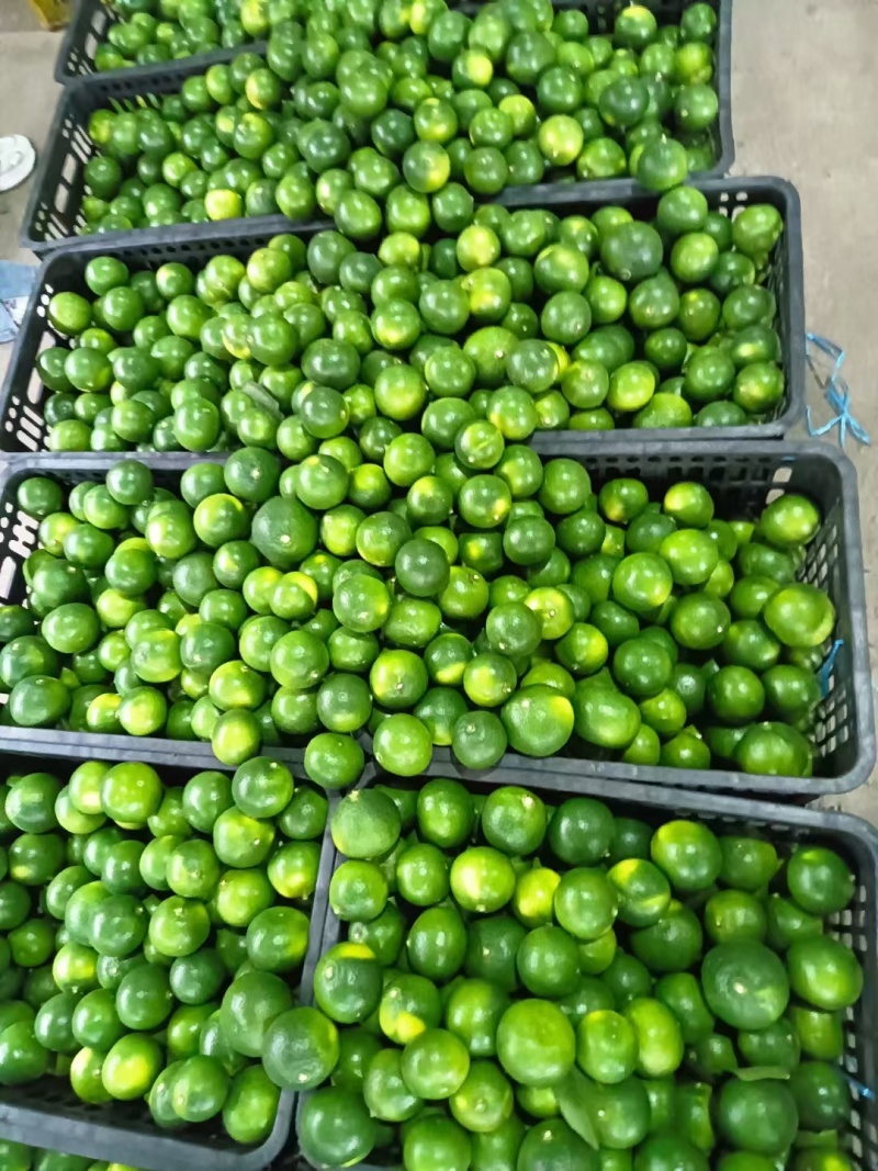 湖北蜜橘大量上市品质保证一手货源量大从优