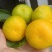湖北蜜橘大量上市品质保证一手货源量大从优