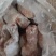 去骨白水熟猪拱嘴干净均匀适合所有地方卖一件20斤常年批发
