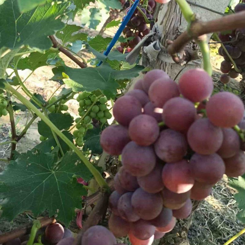 河北巨峰葡萄货源足品质好按需配货专业产销一条龙