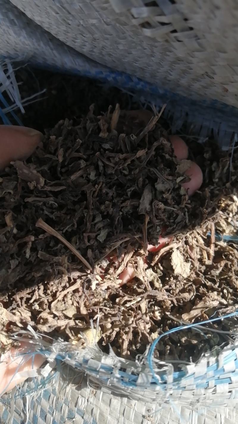 马齿笕