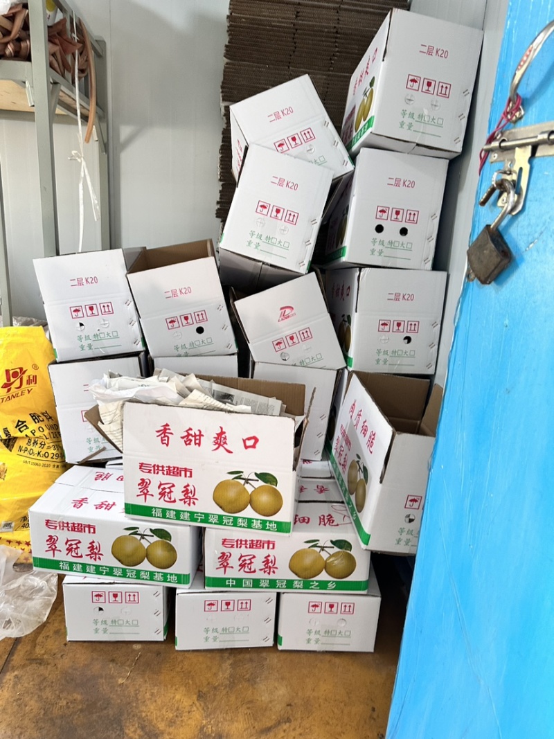 糖梨