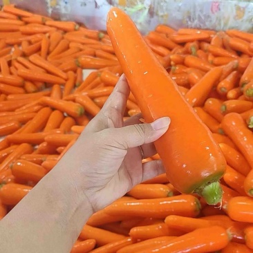 精品胡萝卜