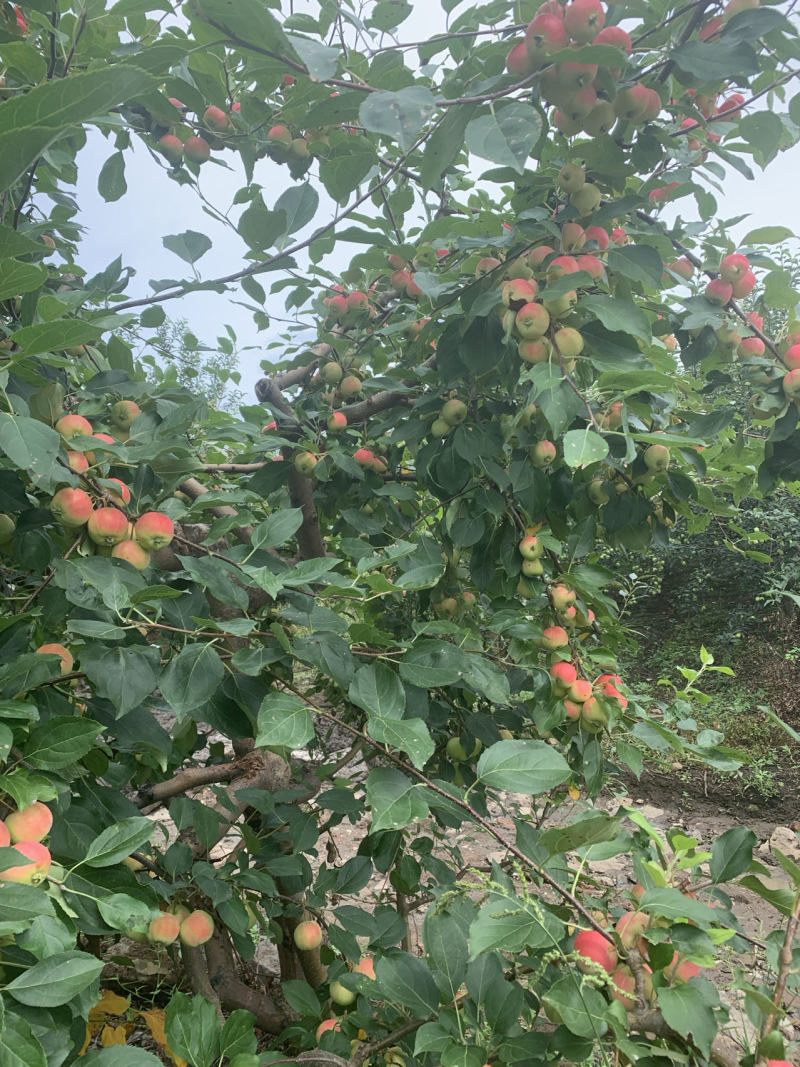 大量出售123小苹果，龙丰