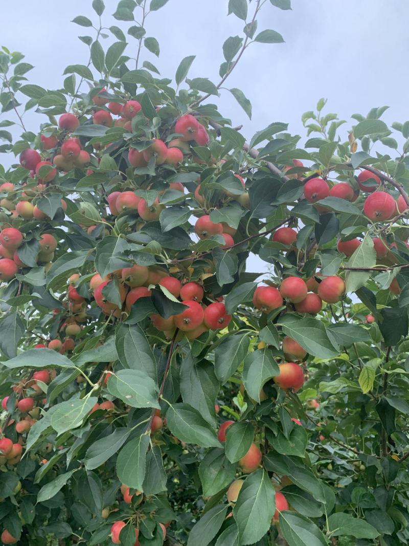 大量出售123小苹果，龙丰
