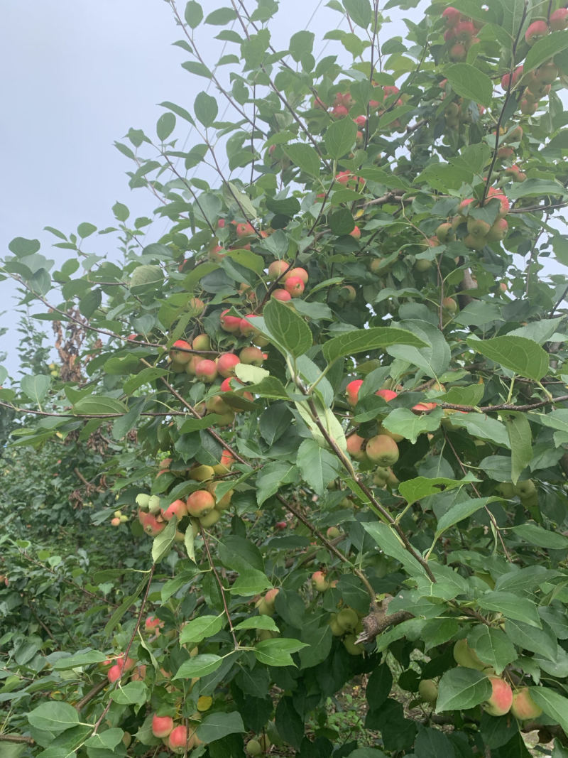 大量出售123小苹果，龙丰