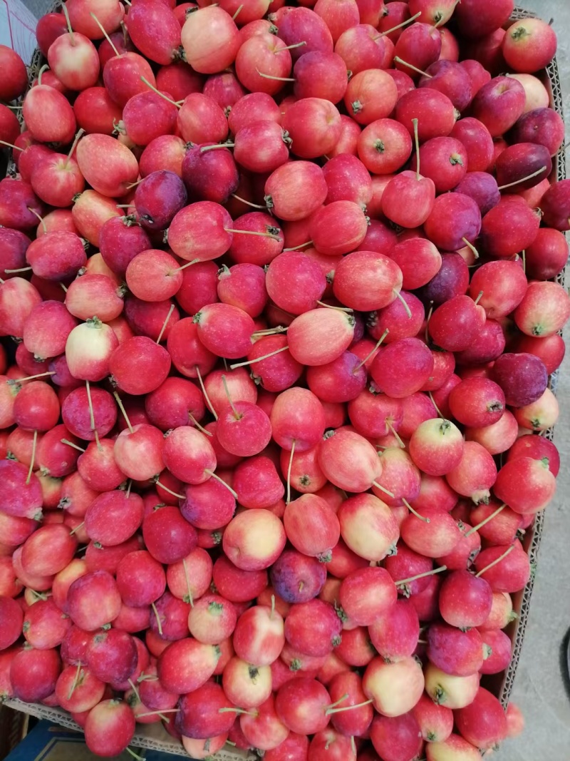 大量出售123小苹果，龙丰