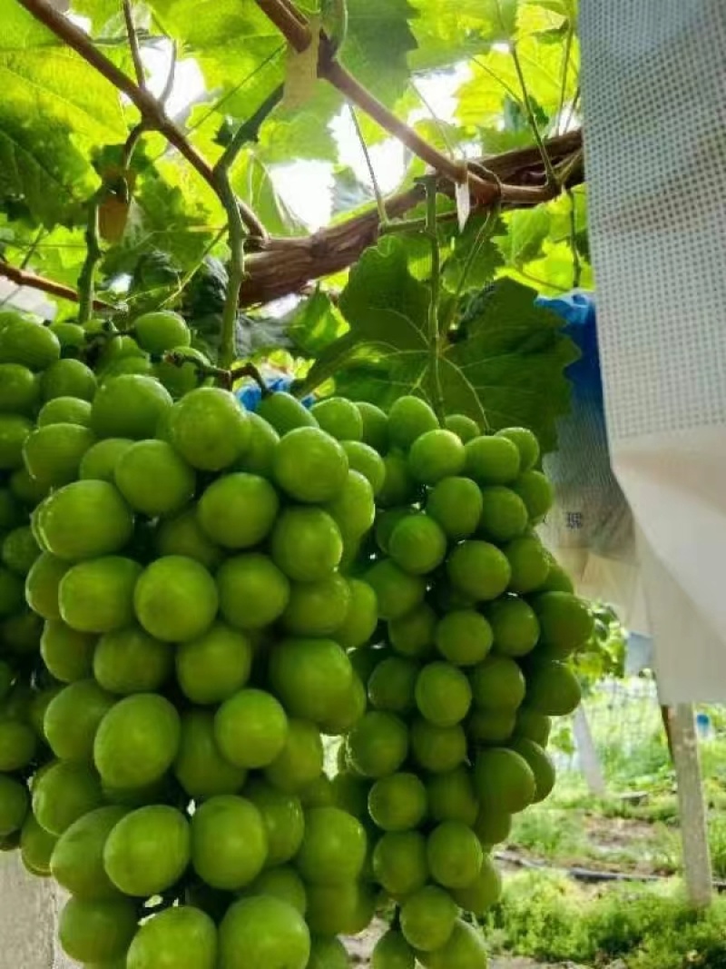 阳光玫瑰