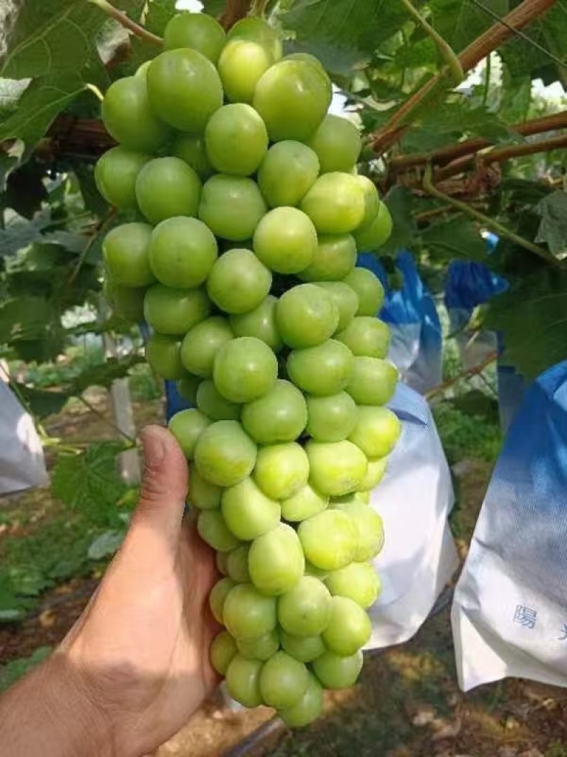阳光玫瑰
