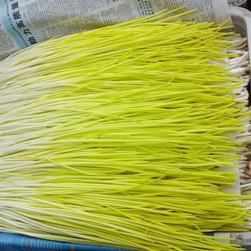 精品蒜黄上市