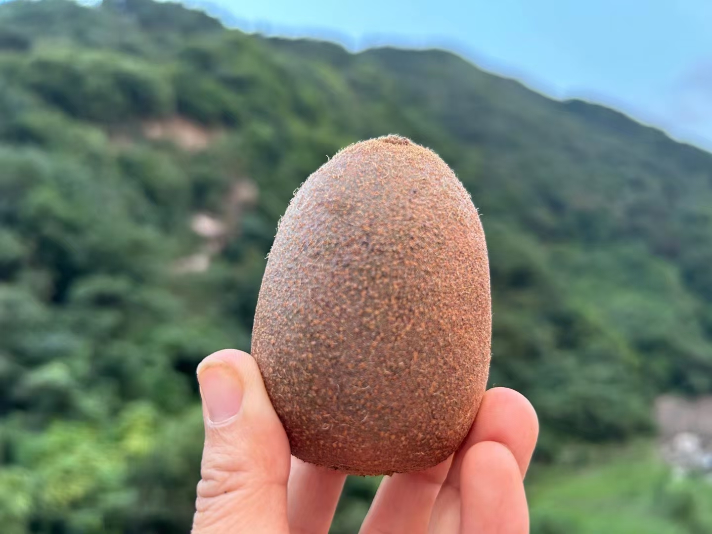 猕猴桃品种对比图