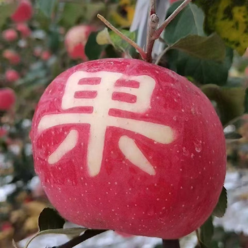 你负责下单，我负责摘果，今天在树上，明天在路上，后天就在