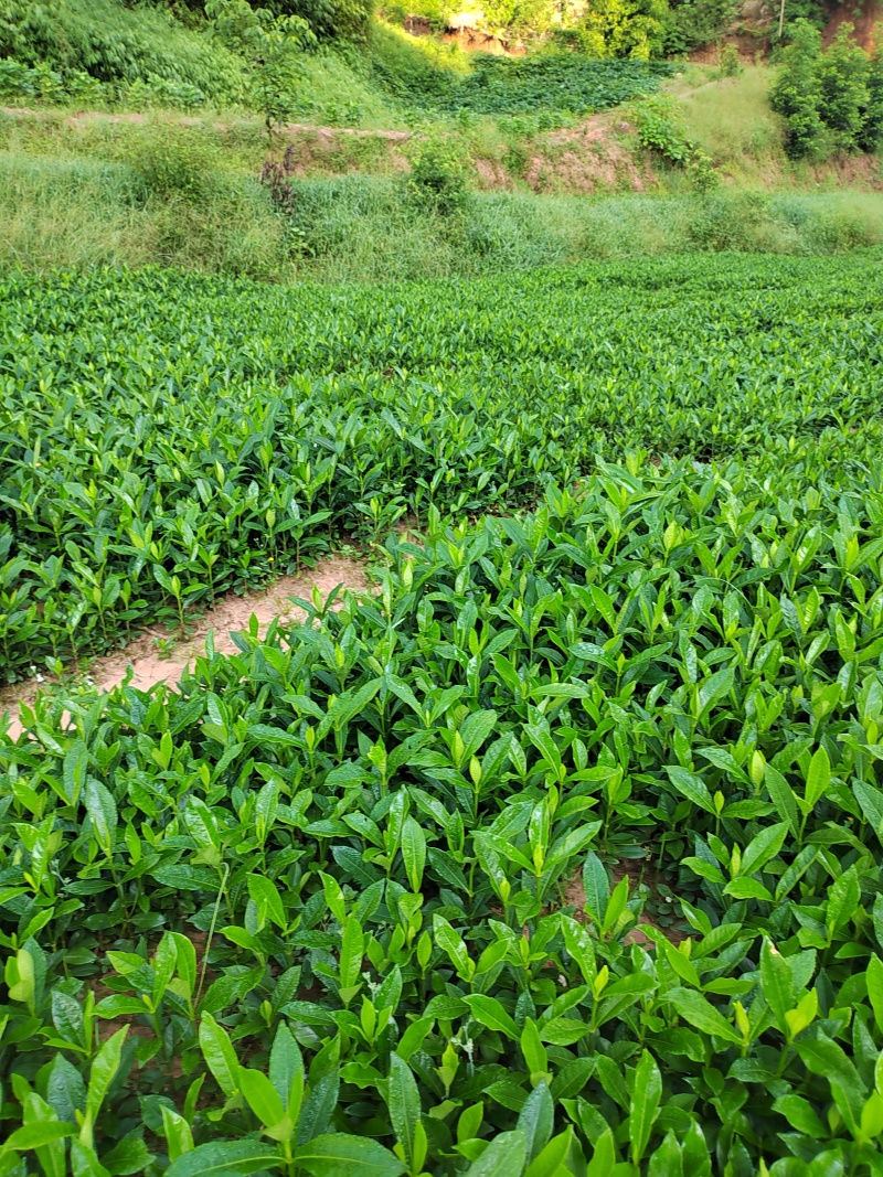 药栀子，中药材苗黄栀子苗提供种植技术，回收产品。