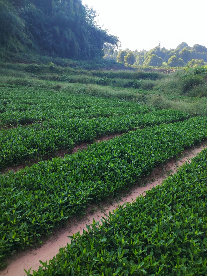 药栀子，中药材苗黄栀子苗提供种植技术，回收产品。