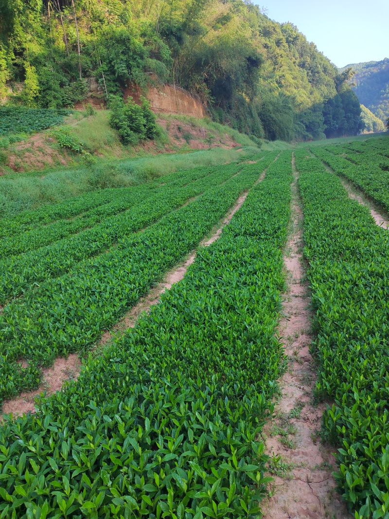 药栀子，中药材苗黄栀子苗提供种植技术，回收产品。