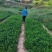 药栀子，中药材苗黄栀子苗提供种植技术，回收产品。
