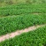药栀子，中药材苗黄栀子苗提供种植技术，回收产品。