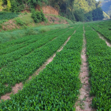 药栀子，中药材苗黄栀子苗提供种植技术，回收产品。