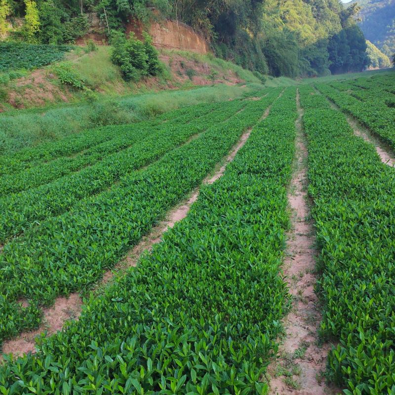药栀子，中药材苗黄栀子苗提供种植技术，回收产品。