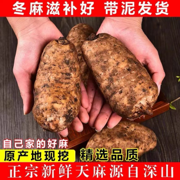 鲜天麻云南小草坝乌天麻仿野生中大果气柱包装代发批发