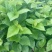 农家特菜，无加工，当日新鲜采摘，鲜嫩桑芽菜，独特保鲜技术