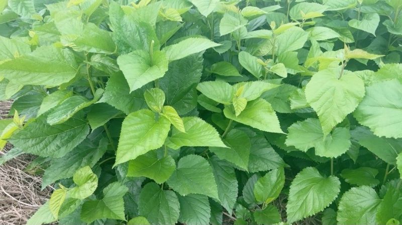 农家特菜，无加工，当日新鲜采摘，鲜嫩桑芽菜，独特保鲜技术