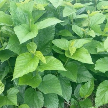 农家特菜，无加工，当日新鲜采摘，鲜嫩桑芽菜，独特保鲜技术