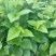 农家特菜，无加工，当日新鲜采摘，鲜嫩桑芽菜，独特保鲜技术