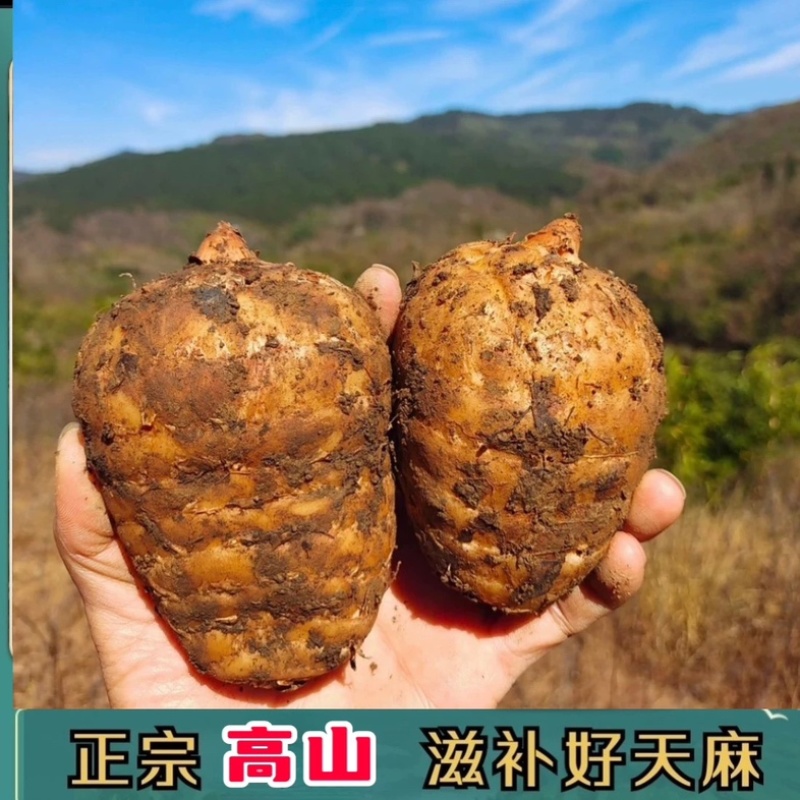 鲜天麻云南小草坝乌天麻仿野生中大果气柱包装代发批发