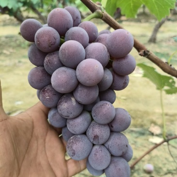 巨峰葡萄，大量有货，含糖20个左右，全红大串大颗粒，