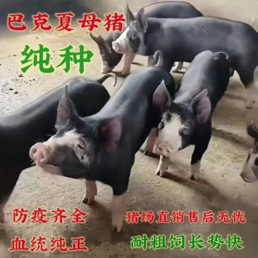 美系巴克夏公猪巴克夏母猪2头全国包邮满10头送一头公猪