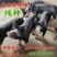 美系巴克夏公猪巴克夏母猪2头全国包邮满10头送一头公猪