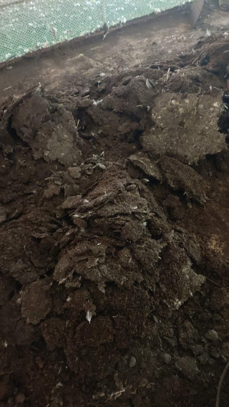 干鸡粪，袋装