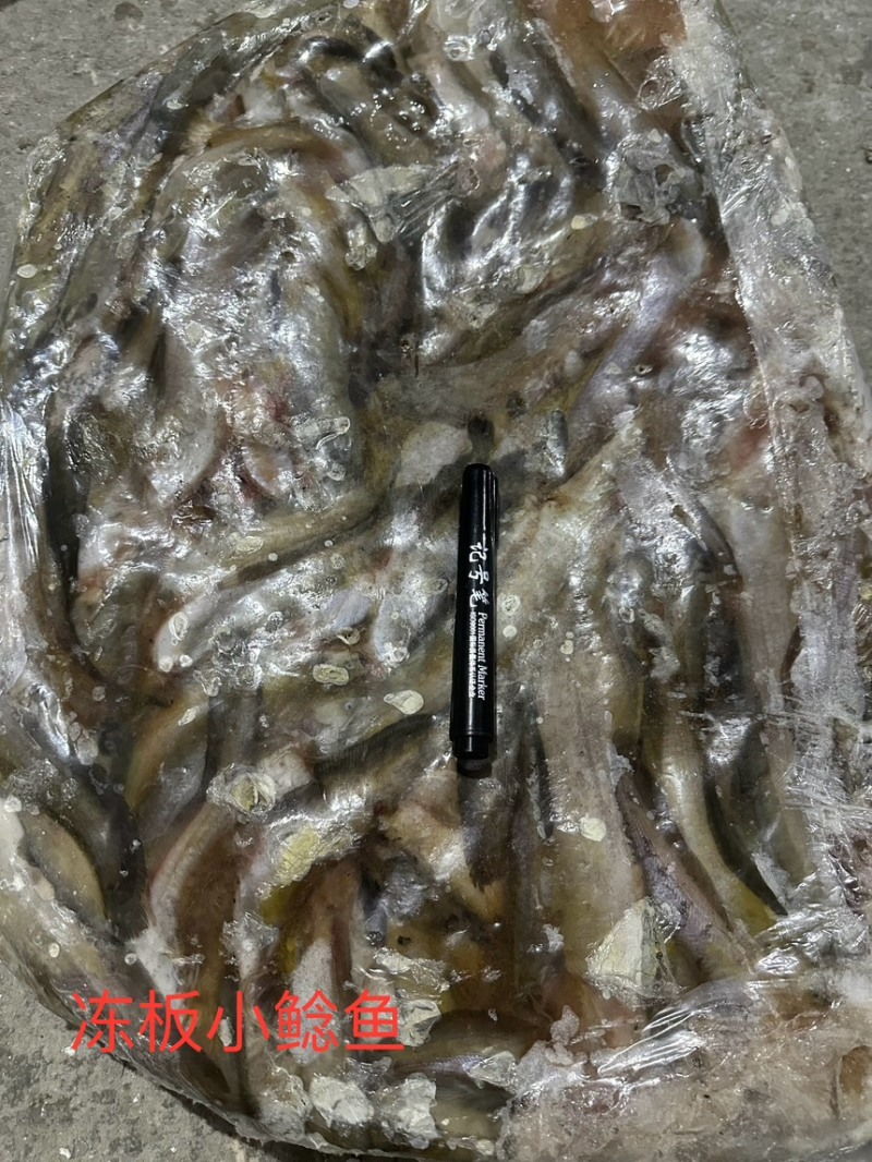 冻板小鲶鱼