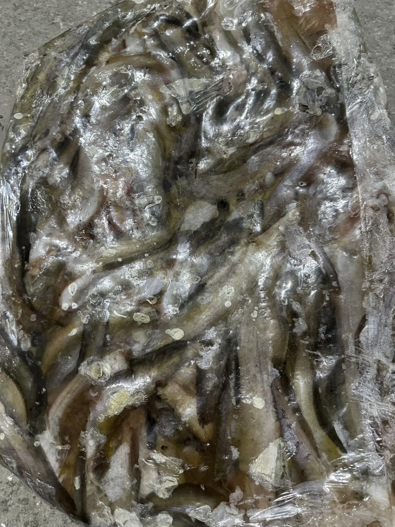 冻板小鲶鱼