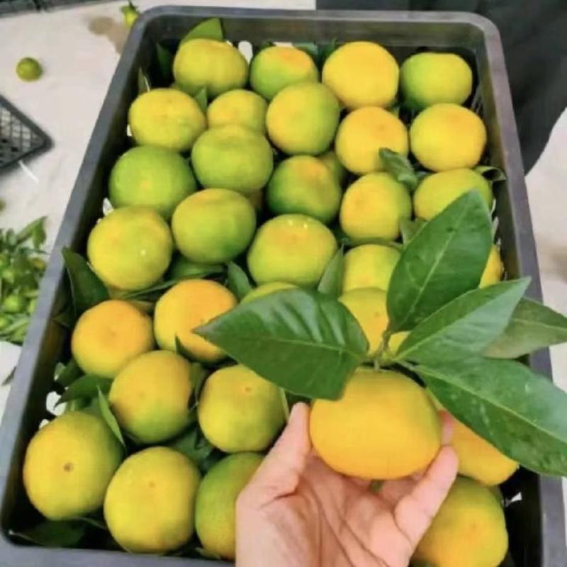 湖北精品无籽高山蜜桔特早熟中熟迟熟化渣货源充足供货周期长