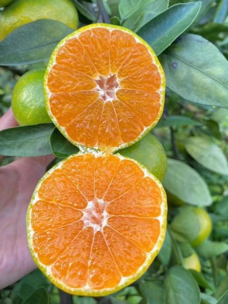 湖北精品无籽高山蜜桔特早熟中熟迟熟化渣货源充足供货周期长