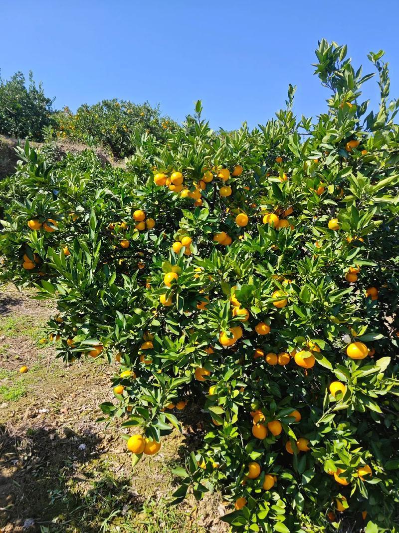湖北精品无籽高山蜜桔特早熟中熟迟熟化渣货源充足供货周期长