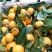 湖北精品无籽高山蜜桔特早熟中熟迟熟化渣货源充足供货周期长