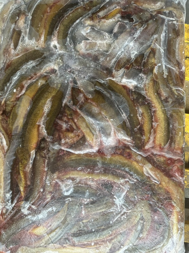 冻板泥鳅